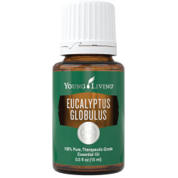 Essential Oil - Eucalyptus Globulus Essential Oil
